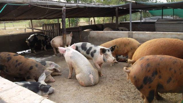 REFUERZAN LA PREVENCIÓN DE LA TRIQUINOSIS EN EL PRINCIPAL POLO PORCINO DE MENDOZA