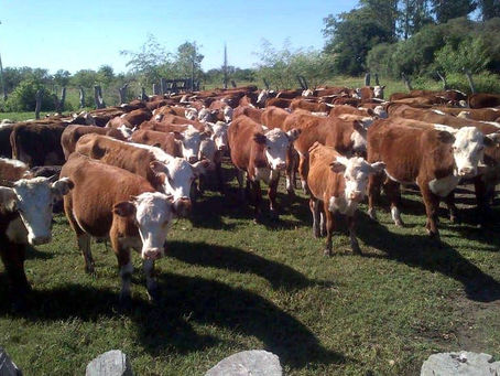 Estudian el uso de coproductos para optimizar la producción bovina en el Sur de Mendoza
