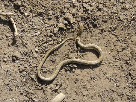 ANIMALES PONZOÑOSOS: EL SCHESTAKOW, CLAVE EN LA ATENCIÓN Y EL ACCESO A ANTÍDOTOS