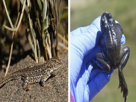 La Ranita del Pehuenche y la Lagartija del Nihuil serán “monumentos naturales” de Mendoza