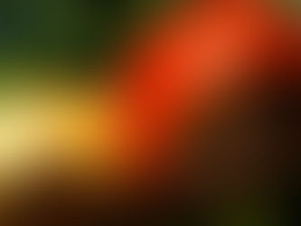 Alerta a Productores de Tomate en San Rafael y Alvear por “Podredumbre Apical”