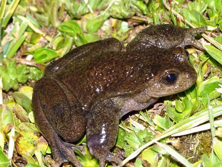 IMPULSAN UN PLAN INTEGRAL PARA PROTEGER A LA RANITA DEL PEHUENCHE