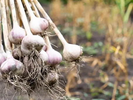 Desregulan el mercado del ajo y la medida impacta en el sur mendocino