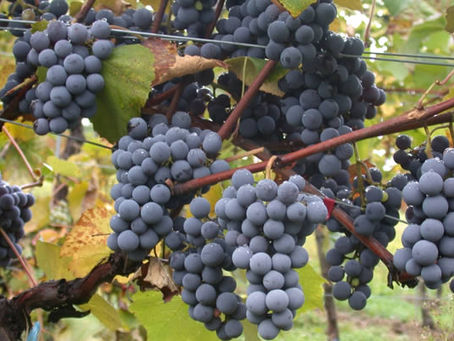 Cabernet Franc: la uva que no para de crecer en Argentina y gana lugar en San Rafael