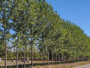 Más de 1200 km de cortinas: el “escudo forestal” que distingue a San Rafael