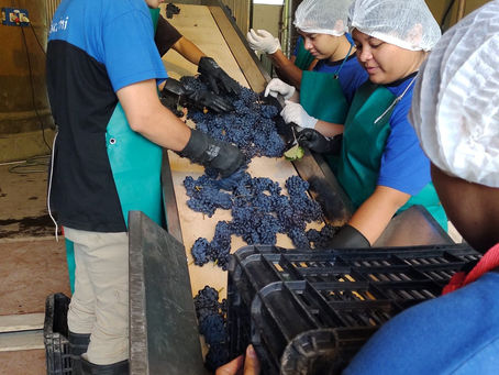 Los alumnos de la Escuela Iaccarini iniciaron la vendimia y la elaboración de su vino 2025