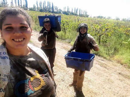 Tucumanos en la cosecha sanrafaelina: un posteo los hizo virales