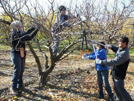 LA GUEVARINA VUELVE A PONER EN VALOR EL OFICIO RURAL CON SU TRADICIONAL CONCURSO DE PODA