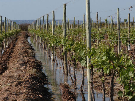 MAPAS DEL INTA REVELAN LAS ZONAS CON MÁS LLUVIAS Y MEJOR ALMACENAMIENTO DE AGUA EN EL OASIS SUR