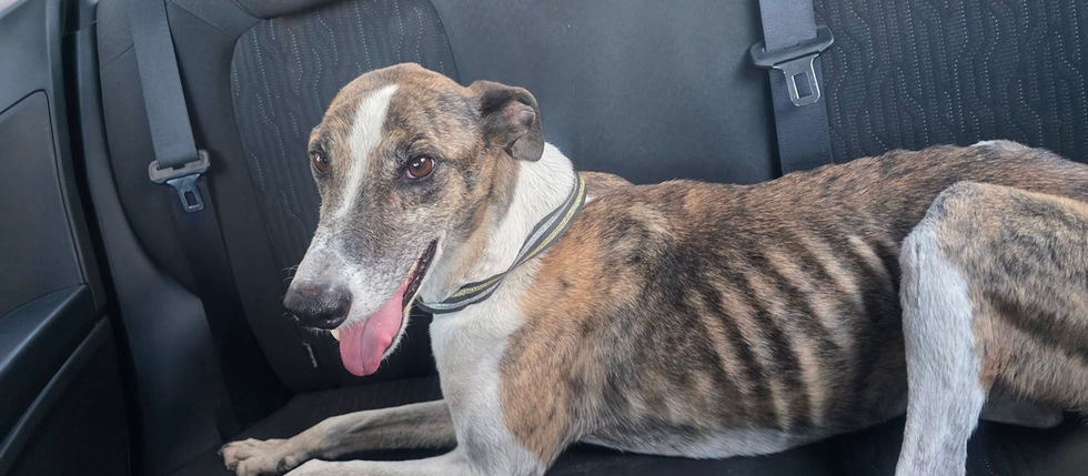 FINAL FELIZ: “CARMELO”, EL PERRITO DEL CARTEL, YA TIENE HOGAR EN SAN RAFAEL