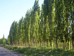 Álamos, sauces y futuro: el sur mendocino, pieza clave en los ensayos forestales de la provincia