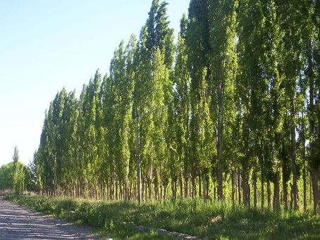 Álamos, sauces y futuro: el sur mendocino, pieza clave en los ensayos forestales de la provincia
