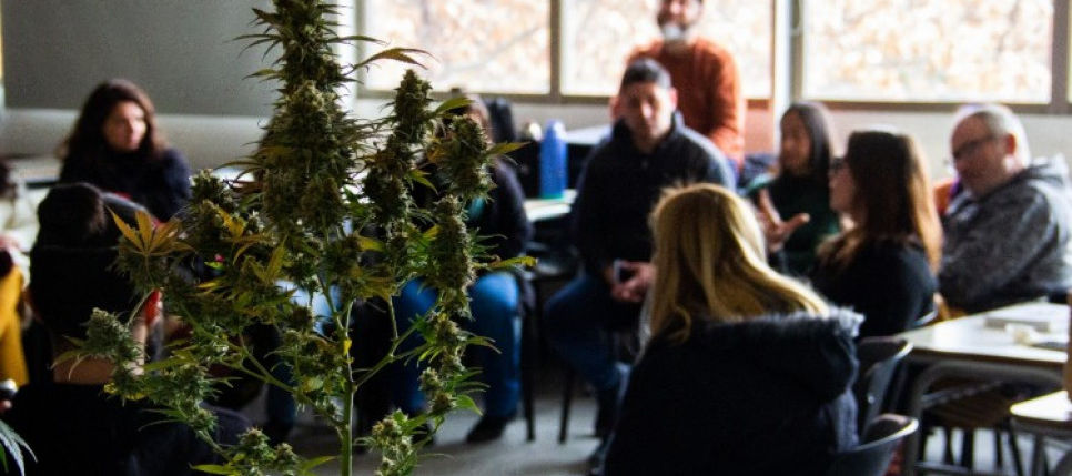 TALLER SOBRE CANNABIS MEDICINAL EN SAN RAFAEL