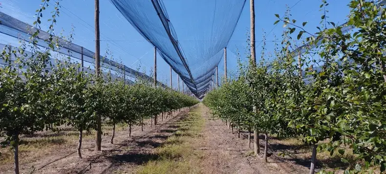 CIRUELA: RECOMIENDAN FERTILIZAR CON NITRÓGENO EN POSCOSECHA PARA MEJORAR LA PRÓXIMA TEMPORADA
