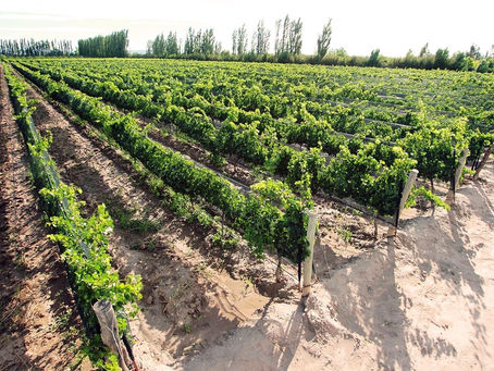 San Rafael: un paraíso de más de 2000 viñedos, aunque en pequeñas dosis