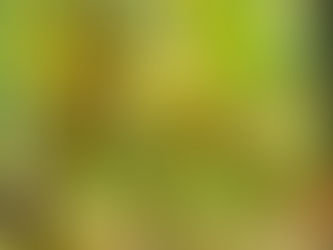 San Rafael tiene más de 270 hectáreas de uva Chardonnay