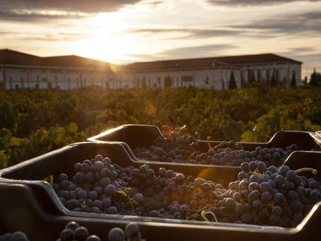 VENDIMIA POCO MOVIMIENTO EN BODEGAS SANRAFAELINAS E INCERTIDUMBRE POR LOS PRECIOS