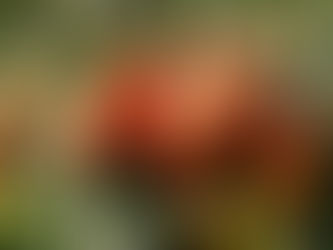 Sector Rural de San Rafael en crisis por importaciones y precios bajos