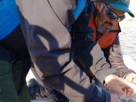 Siembra anual de pejerreyes en lagos de San Rafael