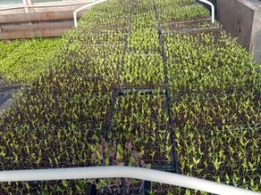 El INTA Rama Caída lanza una liquidación de plantines para fortalecer las huertas familiares