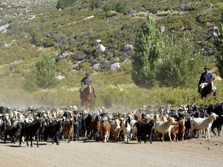 REGRESO A CASA: LA TRASHUMANCIA MARCA EL FIN DE LA VERANADA EN SAN RAFAEL