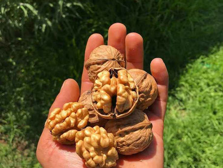 SAN RAFAEL SE SUMA A LA TEMPORADA DE NUECES CON FUERTE PRESENCIA LOCAL 