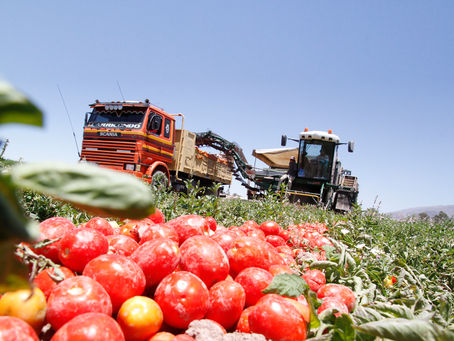 LA CRISIS DEL TOMATE INDUSTRIAL LLEGÓ A LA LEGISLATURA: PREOCUPACIÓN POR EL IMPACTO DE LAS IMPORTACIONES