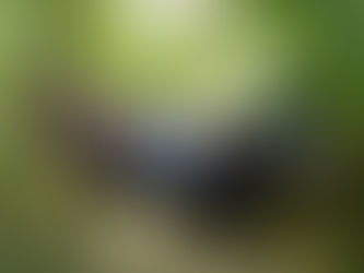 WFWP Stuttgart/Germany, Day Trip to Moeckmuehl