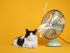 Black and white cat lying next to a vintage fan with white ribbons, on a yellow background.