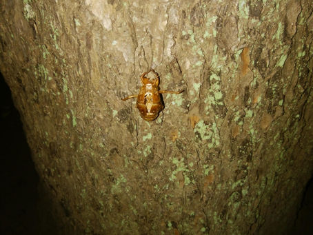 何時かのサマータイム