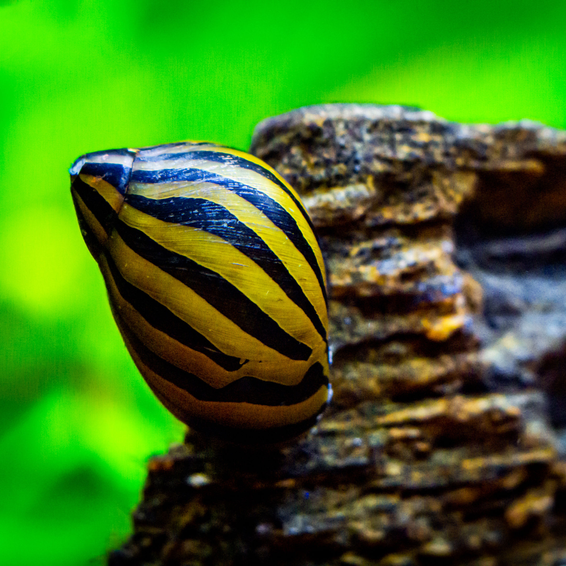 Neritina Turrita Zebra (Zebraslak)