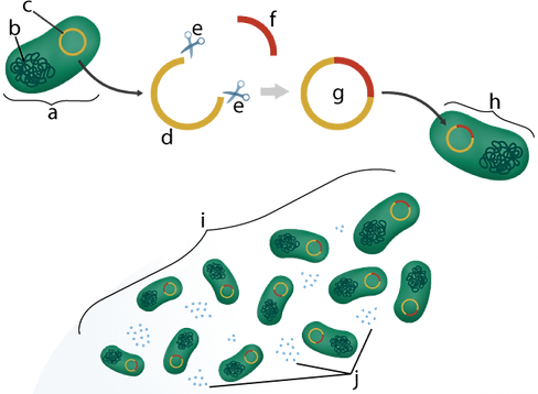 05a_genetic-engineering-overview-lettere