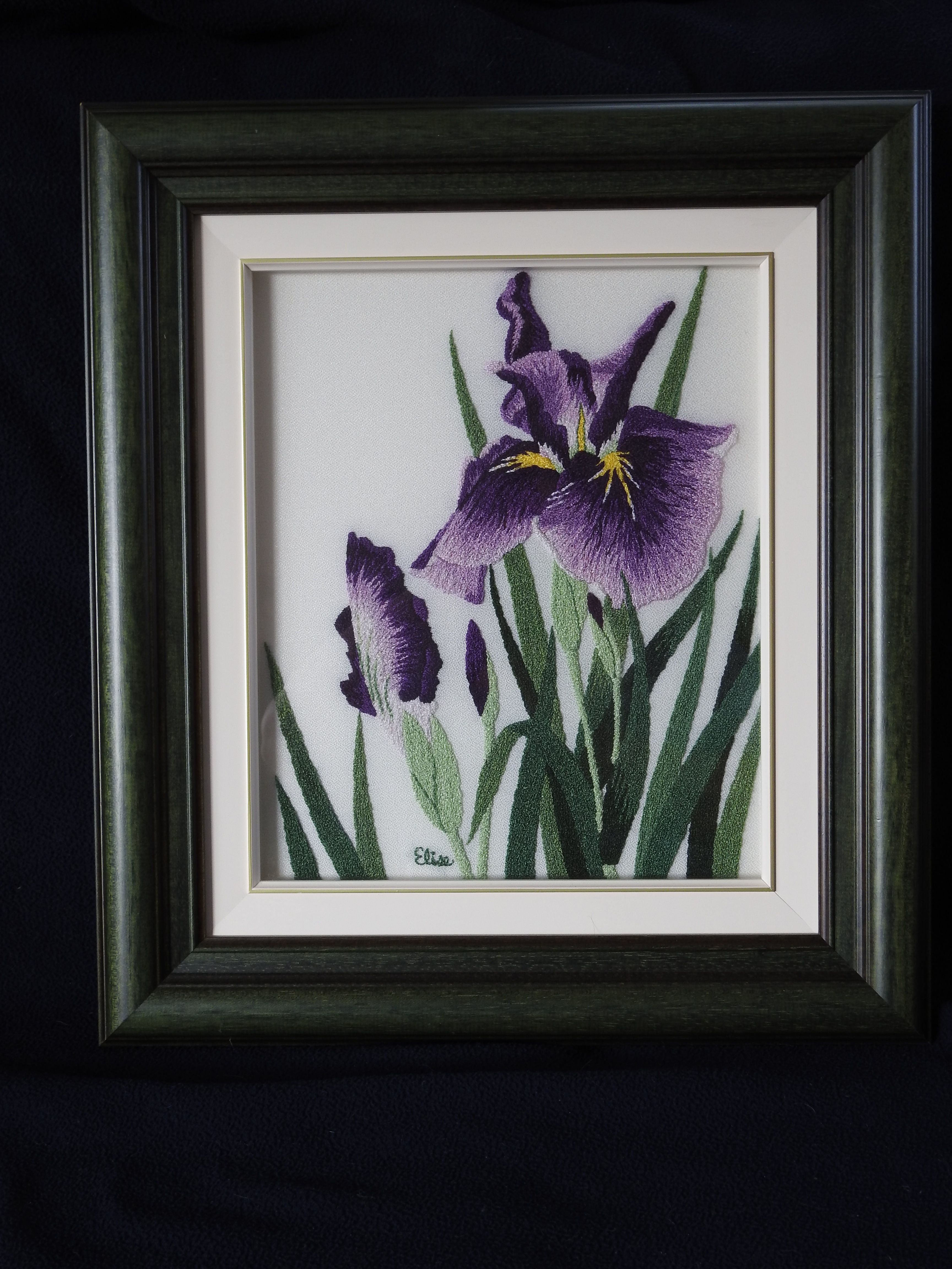 Iris mauves