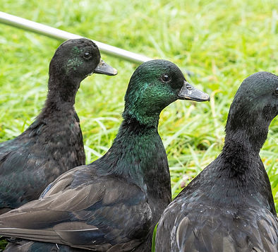 Black Call Ducks