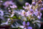 Bramble Flower