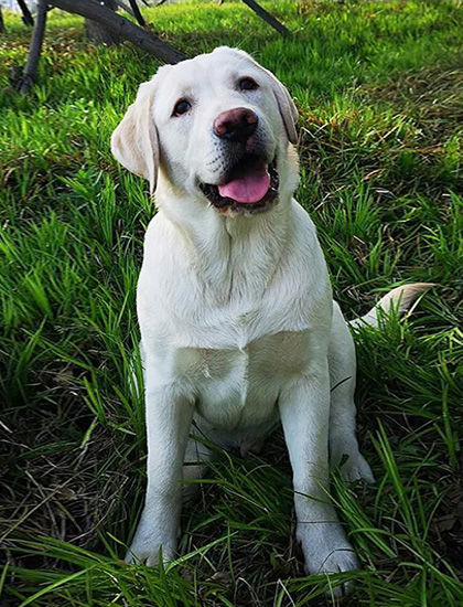 Un artiste peint à la main un portrait personnalisé de retriever blanc