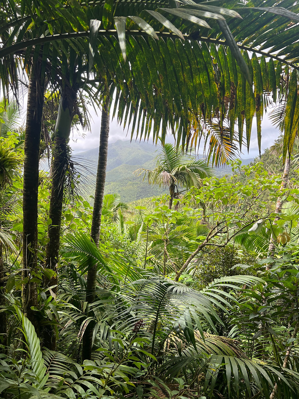 El Yunque National Rainforest
