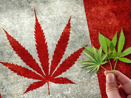 Estas son las 4 empresas con acciones de marijuana en la bolsa que no debes perder de vista.