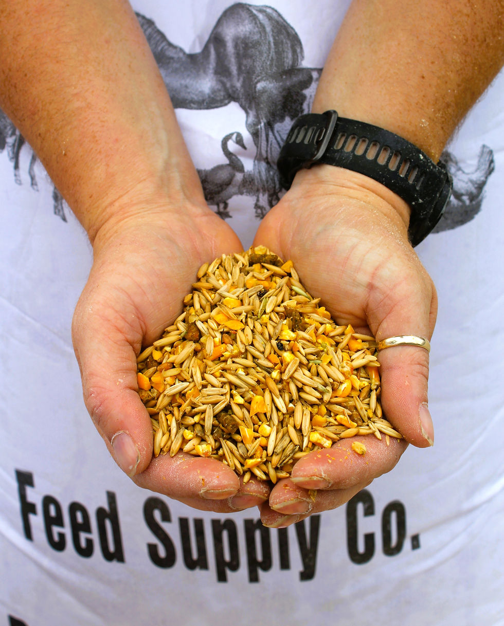 Equine Grain_edited.jpg