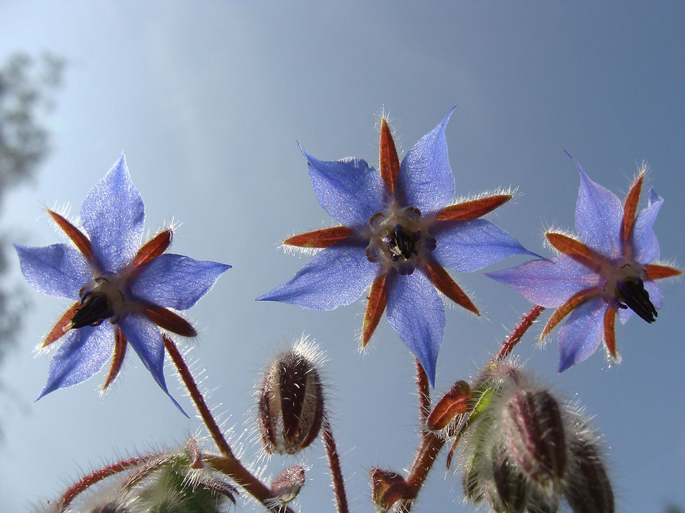 Thumbnail: Borage Flower Tea 0.8 oz