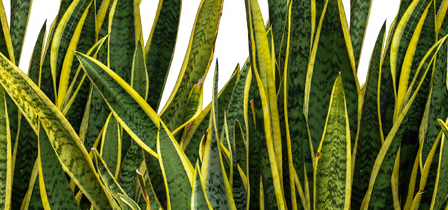 Groene vingers