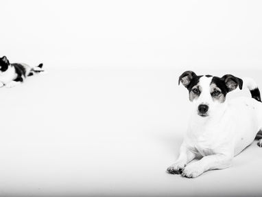 Er was eens een hond