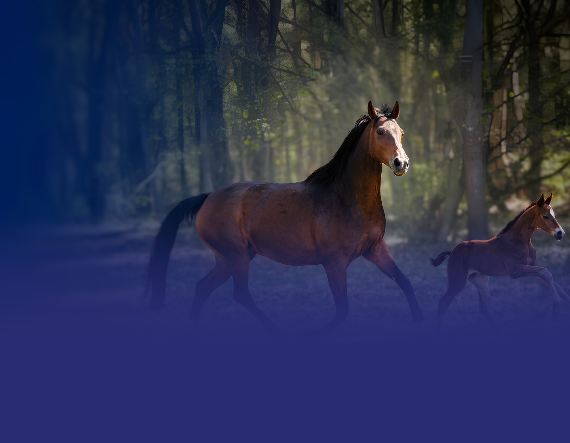 Luxury Equestrian Hero Banner (169) (6).png