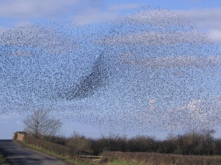 The Swarm Will Change Many Things by Dr. Timothy Smith