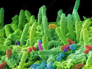 The Microbiome and Your Physical and Mental Health