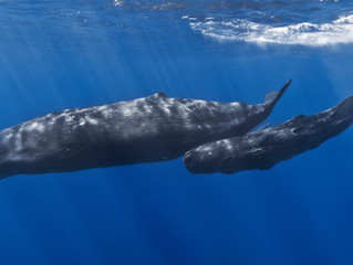 Learning the Language of Whales with AI
