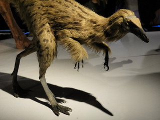 Article: Did Dinosaurs Actually Have Feathers?