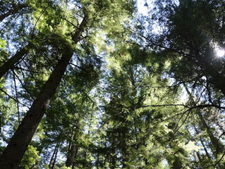 The Language of Plants