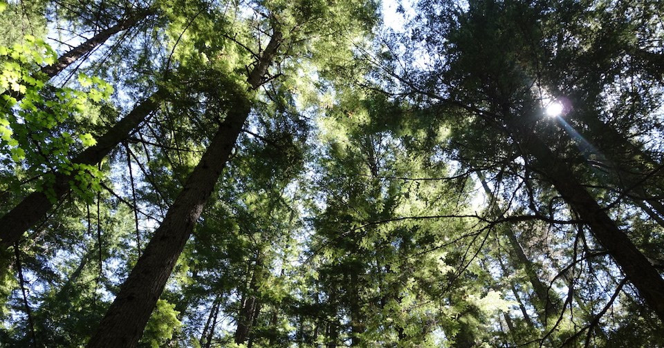 Trees