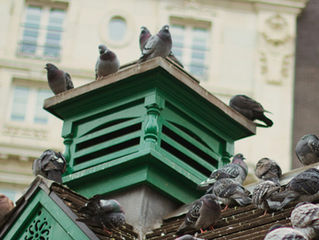 Pigeon Messiah by Robin Hall